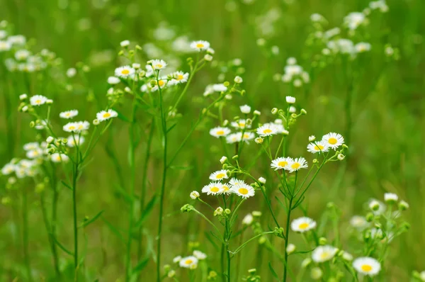 Fleurs de camomille sauvage — Photo