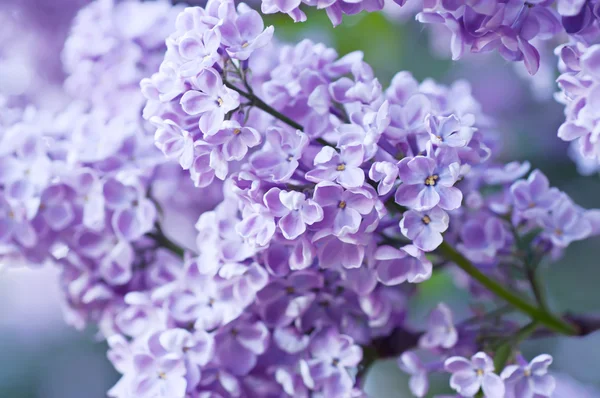 Ramo de flores lilás — Fotografia de Stock