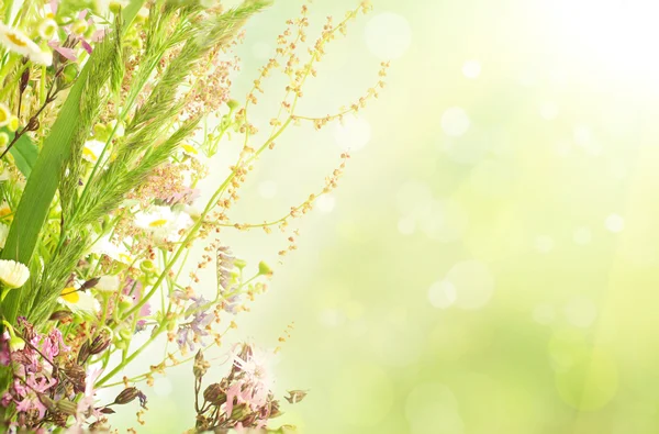 Flores de verão — Fotografia de Stock