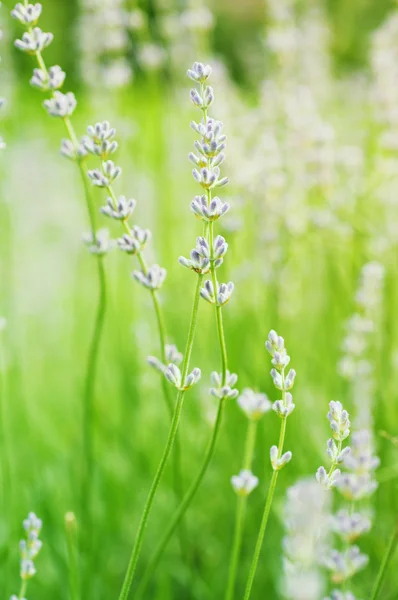 Flores de lavanda — Foto de Stock