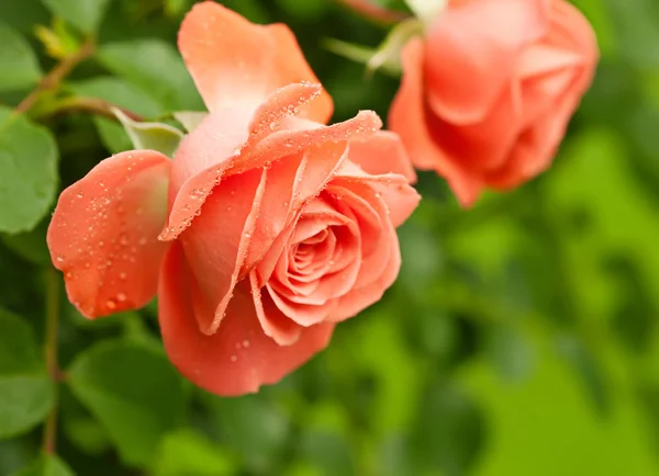 Orange rose — Stockfoto