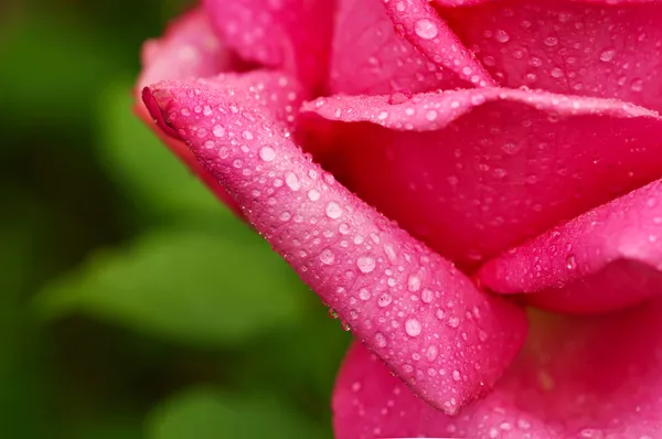 Rosa rosa macro — Fotografia de Stock