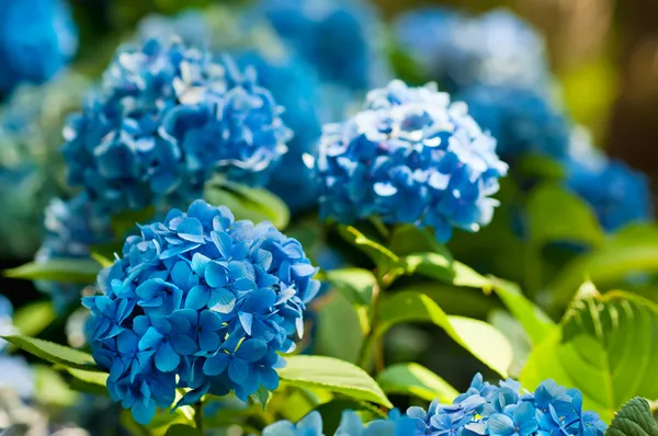 Hydrangea ανθίζει — Φωτογραφία Αρχείου