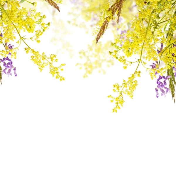 Flores de verão — Fotografia de Stock