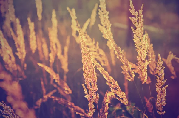 Autumn vintage plants — Stock Photo, Image