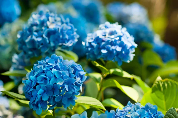 Hydrangea ανθίζει — Φωτογραφία Αρχείου