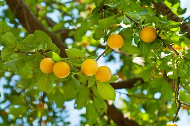 Kiraz eriği ağacı meyve ile