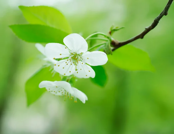 Fiori di ciliegio — Foto Stock