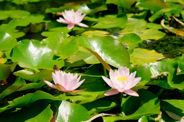 Lily flowers — Stock Photo, Image