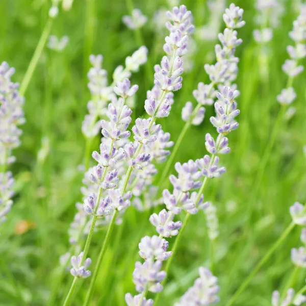 Fiori di lavanda — Foto Stock