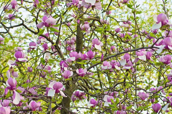 Magnolia bloemen — Stockfoto