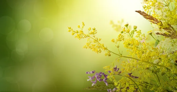 Sommerblumen — Stockfoto