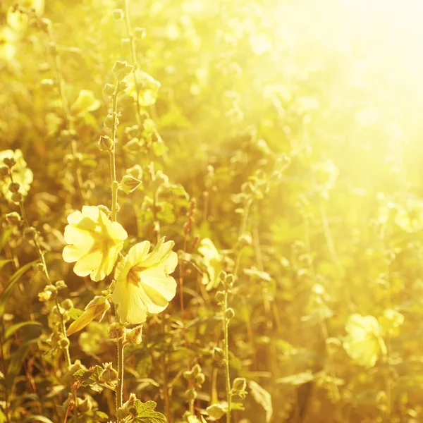 Fiori di malva — Foto Stock