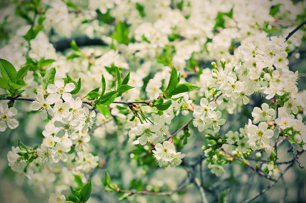 Cherry bloemen — Stockfoto