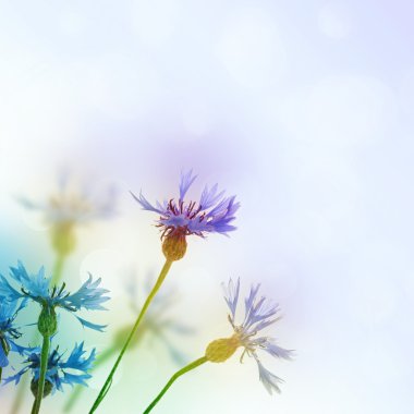 Cornflowers background