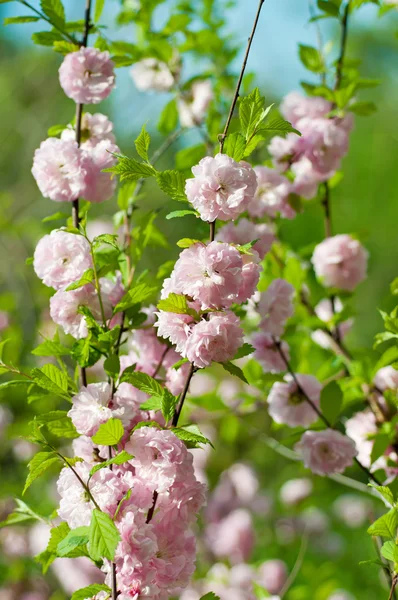 Fioritura di fiori di sakura — Foto Stock