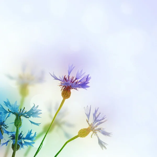 Cornflowers background — Stock Photo, Image