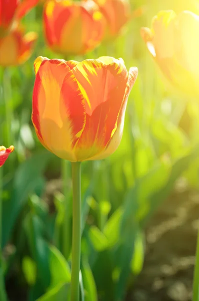 Tulipas bonitas vermelhas — Fotografia de Stock