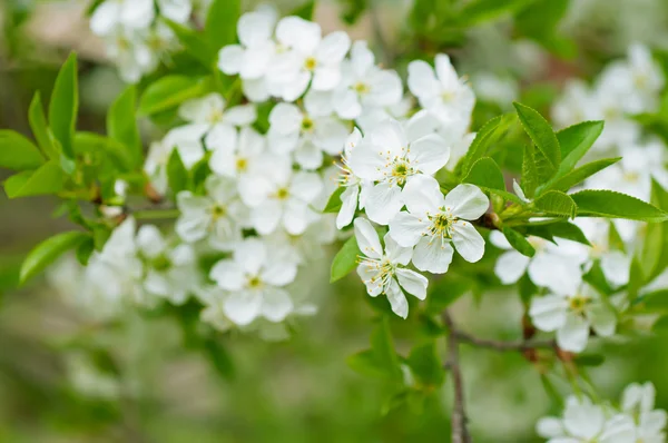 Fiori di ciliegio — Foto Stock