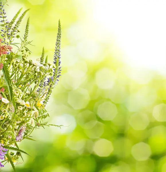 Summer meadow flowers — Stock Photo, Image