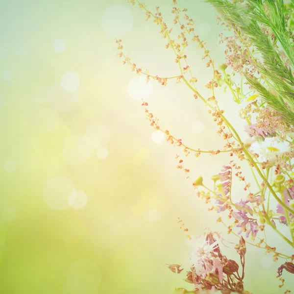 Summer flowers — Stock Photo, Image