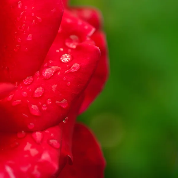 Rosa roja — Foto de Stock