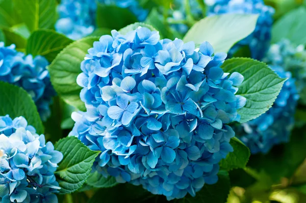 Flores de hortensias —  Fotos de Stock