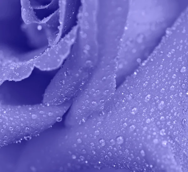 Macro rosa azul — Foto de Stock
