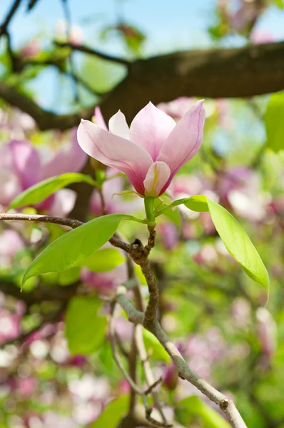 Fiori di Magnolia — Foto Stock
