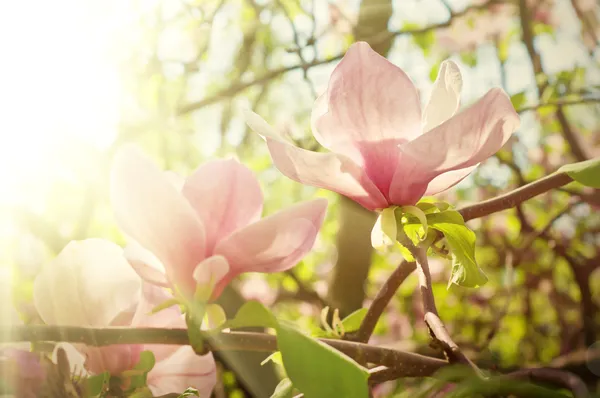 Magnolia flowers — Stock Photo, Image