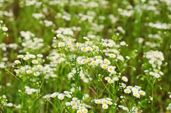 Wild camomile flowers — Stock Photo, Image