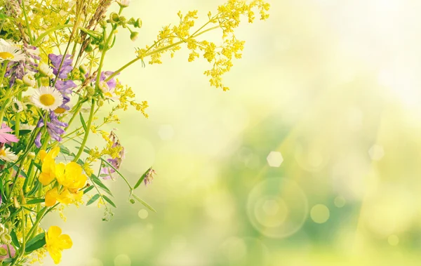 Sommar blommor — Stockfoto