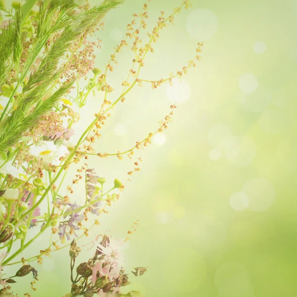 Sommar blommor — Stockfoto