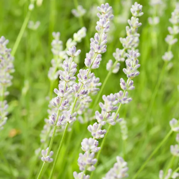 Lavendel blommor — Stockfoto