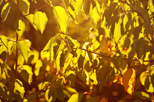 Herbstbaumzweig — Stockfoto