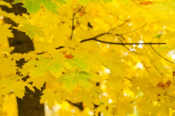 Autumn background — Stock Photo, Image