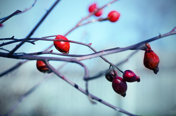 Rosehip berries