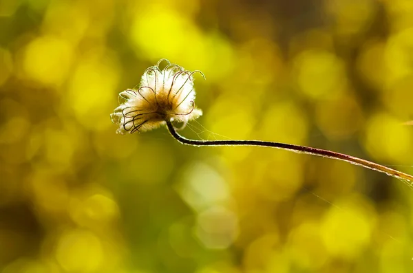 Autumn plan — Stock Photo, Image