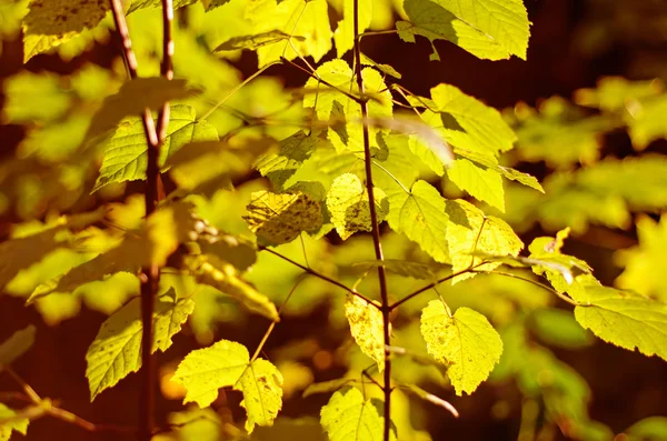 Rama de árbol de otoño — Foto de Stock