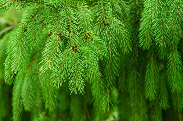 Fir tree background — Stock Photo, Image