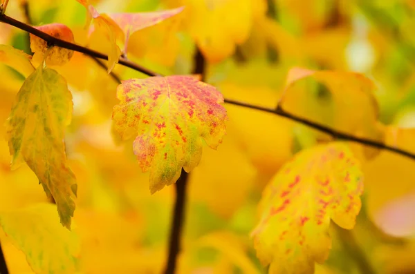 Ramo dell'albero di autunno — Foto Stock