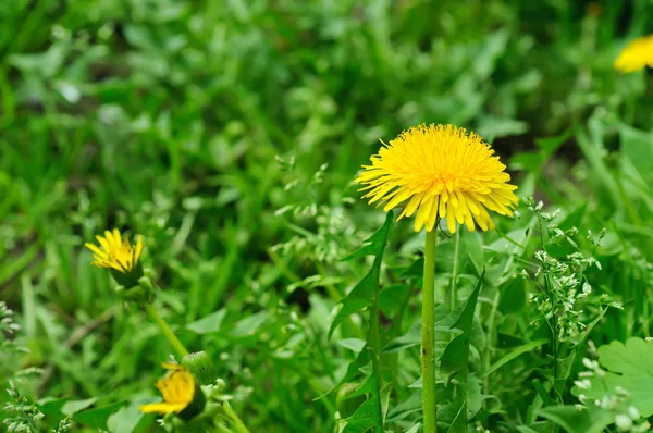 Löwenzahnblüte — Stockfoto