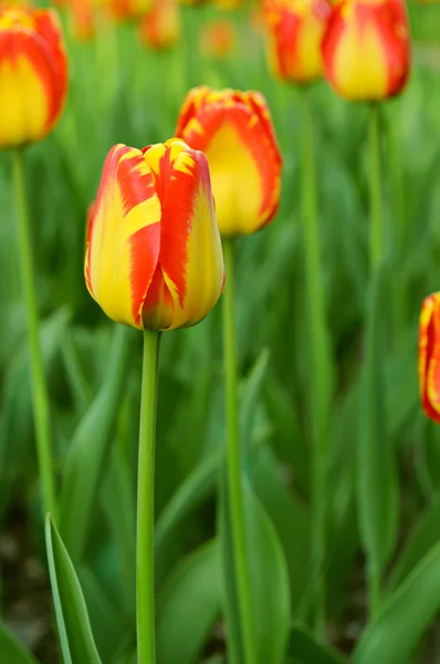 Tulipas bonitas vermelhas — Fotografia de Stock