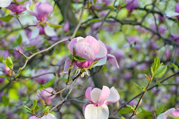 Magnoliablomster – stockfoto