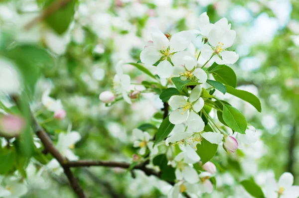 Maçã flor árvore — Fotografia de Stock