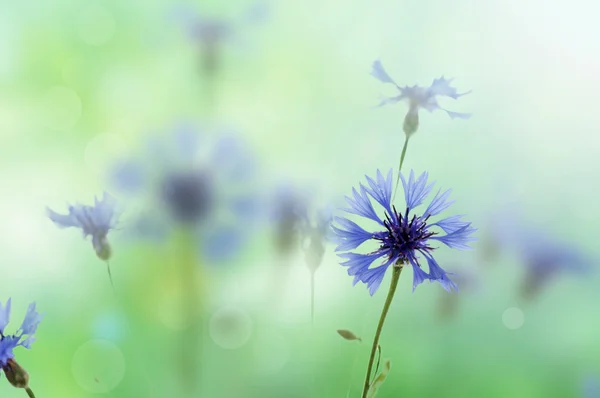 Cornflowers fundo — Fotografia de Stock