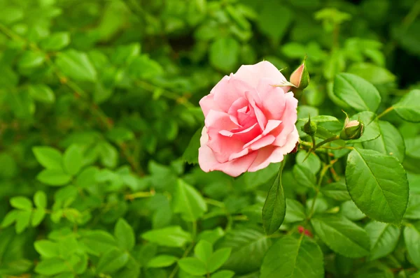 Rosa rosa — Fotografia de Stock