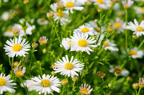 Wilde Kamillenblüten — Stockfoto