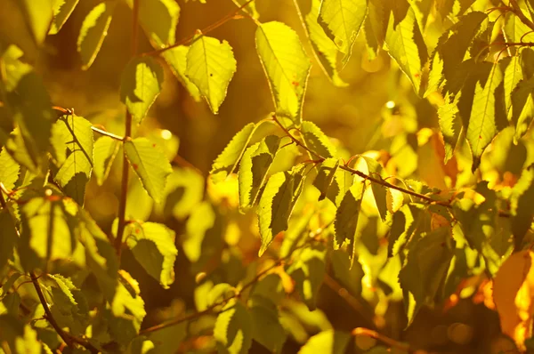 Ветвь осеннего дерева — стоковое фото