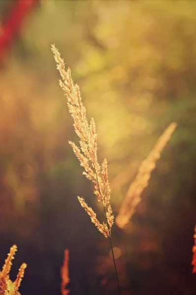 Autumn vintage plants — Stock Photo, Image